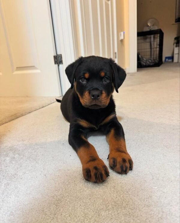 Jack