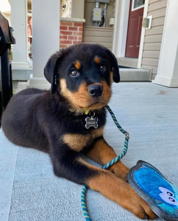 Reggie